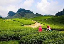 Giới thiệu về cao nguyên Mộc Châu Phiên “chợ tình” của người Mông